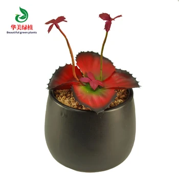 Имитация суккулентных растений бонсай Senecio serpens Без цветочного горшка Натуральный искусственный цветок тимьян кактус